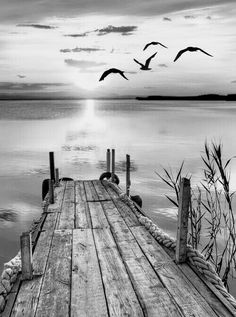 black and white photograph of seagulls flying over the water on a wooden dock