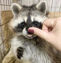 a small raccoon being petted by someone's hand in a cage