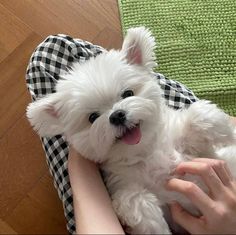 a small white dog sitting on top of a person's lap next to a green towel