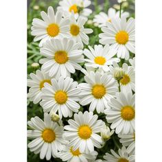 many white flowers with yellow centers in the middle