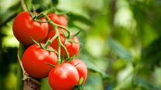 tomatoes growing on a branch in the garden