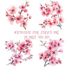 watercolor pink flowers on white background with text that says, watercolor pink sakura png