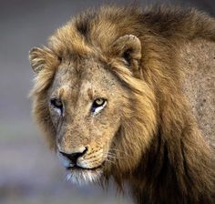 a close up of a lion looking at the camera