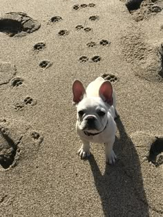 a small white dog standing on top of a sandy beach