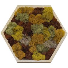 a bunch of different colored plants in a hexagon