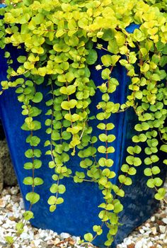 a blue planter filled with lots of green plants