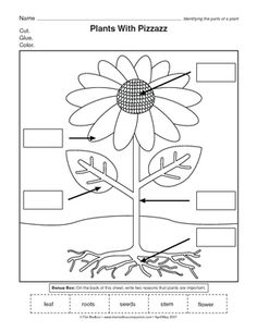 the plant life cycle worksheet is shown in this image, it shows an image of