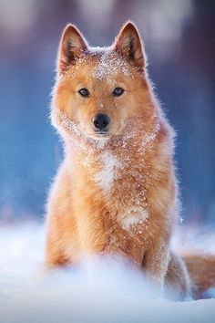 a small dog is sitting in the snow