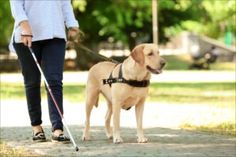 a woman walking her dog on a leash in the park with another person behind her