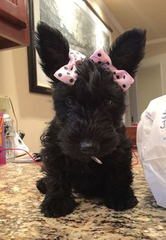 a small black dog with a pink bow on its head sitting on a counter top