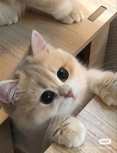 an orange and white cat laying on top of a wooden table