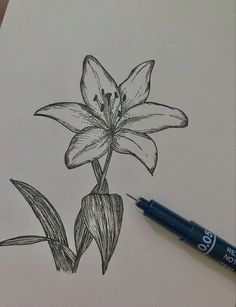 a pencil drawing of a flower on paper