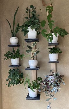 there are many potted plants hanging on the wall in this houseplant display