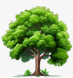 a green tree with leaves on the ground and no background, hd png clipart