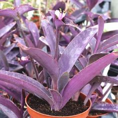 purple plants in pots with dirt on the ground