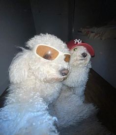 two white dogs wearing sunglasses and hats