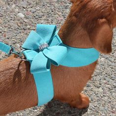 a small brown dog with a blue bow on it's collar is standing in the gravel