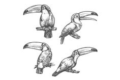 four different types of toucans sitting on top of each other royaltyvectors