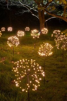 some lights that are in the grass near a tree and trees with dandelions on them