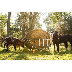 three horses are standing in the grass near hay bales and one horse is eating