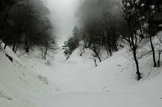 a person riding skis down a snow covered slope in the woods on a foggy day