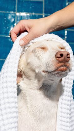 a white dog is getting his head washed