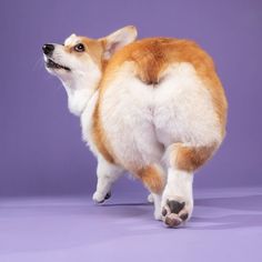 a brown and white dog standing on its hind legs