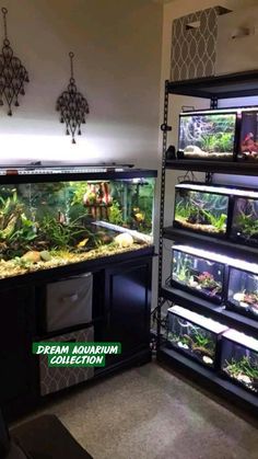 an aquarium with many plants and fish in the middle, along with other items for sale