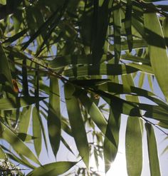 the leaves of a palm tree against a blue sky