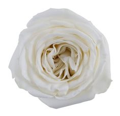 a white rose is shown on a white background