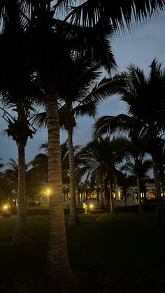 the palm trees are lit up at night