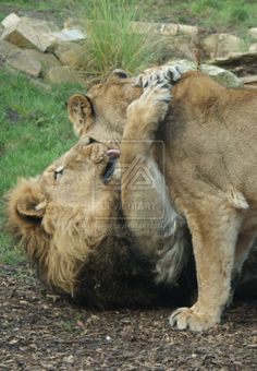 two lions are playing with each other in the dirt and grass near some large rocks