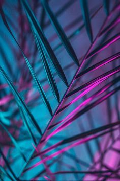 an abstract photograph of purple and blue leaves