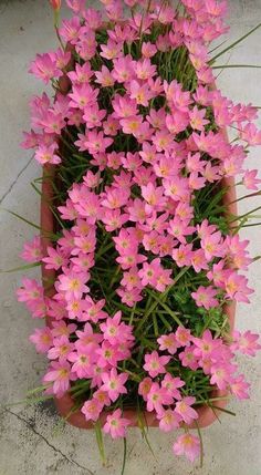 pink flowers in a pot on the ground