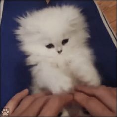 a person holding a small white kitten in their hands