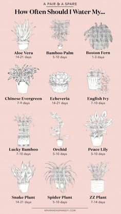 a pink poster with different types of plants in pots and the words how often should i water my houseplant?