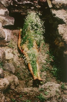 an animal laying on its back covered in flowers and grass next to some large rocks