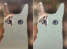 two pictures of a cat with blue eyes and one has an image of a cat's face