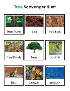 the tree scavenger hunt is shown with pictures