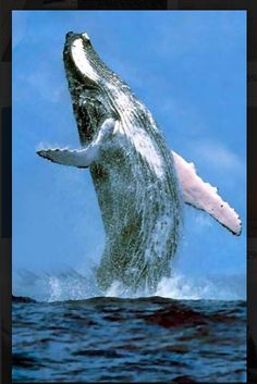 a humpback whale jumping out of the water