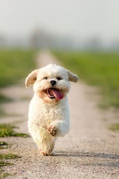 a small white dog running down a dirt road with its tongue hanging out and it's mouth open