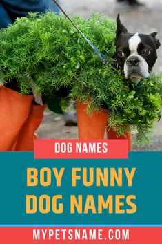 a dog dressed up in carrots with the words boy funny dog names