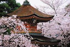 the pagoda is surrounded by blooming cherry trees