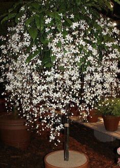 a small tree with white flowers on it in a potted planter next to a bench