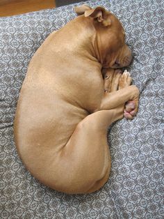 a brown dog sleeping on top of a bed