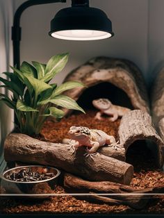 a gecko is sitting on top of some logs in a terrarium filled with plants