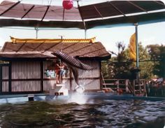 an animal is jumping out of the water in front of a building with people watching