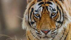 a close up of a tiger's face looking at the camera