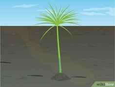 a small palm tree in the middle of a barren area with blue sky and clouds