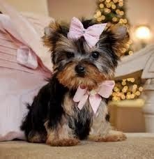 a small dog sitting on top of a bed next to a christmas tree with lights in the background